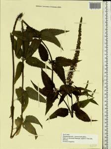 Veronica longifolia L., Eastern Europe, Northern region (E1) (Russia)