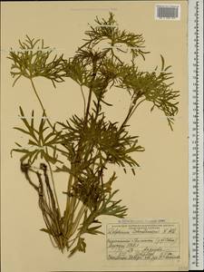 Delphinium schmalhausenii Albov, Caucasus, Armenia (K5) (Armenia)
