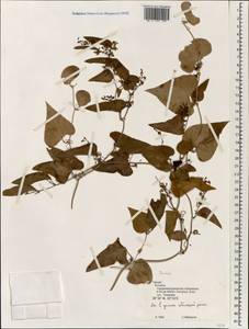 Dioscorea, South Asia, South Asia (Asia outside ex-Soviet states and Mongolia) (ASIA) (Turkey)