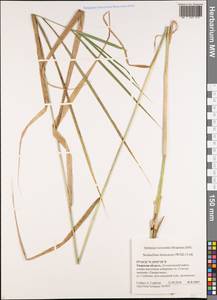 Scolochloa festucacea (Willd.) Link, Eastern Europe, North-Western region (E2) (Russia)