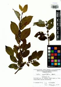Salix pyrolifolia Ledeb., Siberia, Baikal & Transbaikal region (S4) (Russia)