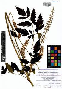 Actaea dahurica (Turcz. ex Fisch. & C. A. Mey.) Franch., Siberia, Russian Far East (S6) (Russia)