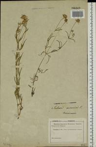 Lomelosia argentea (L.) Greuter & Burdet, Eastern Europe, Rostov Oblast (E12a) (Russia)