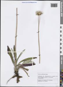 Jurinea arachnoidea Bunge, Eastern Europe, Central forest-and-steppe region (E6) (Russia)
