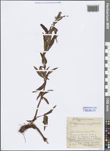 Koenigia tripterocarpa (A. Gray) T. M. Schust. & Reveal, Siberia, Chukotka & Kamchatka (S7) (Russia)