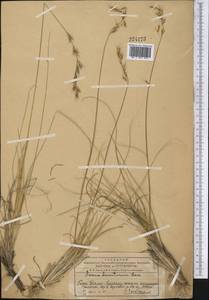 Helictotrichon desertorum (Less.) Pilg., Middle Asia, Western Tian Shan & Karatau (M3) (Kazakhstan)