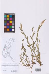 Polygala comosa Schkuhr, Eastern Europe, Moscow region (E4a) (Russia)