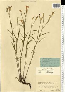 Dianthus chinensis, Eastern Europe, Volga-Kama region (E7) (Russia)