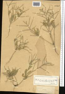 Strigosella africana (L.) Botsch., Middle Asia, Muyunkumy, Balkhash & Betpak-Dala (M9) (Kazakhstan)