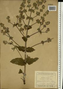 Salvia aethiopis L., Eastern Europe, Rostov Oblast (E12a) (Russia)