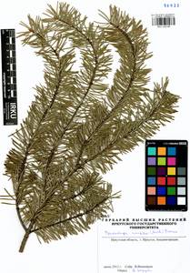 Pseudotsuga menziesii (Mirb.) Franco, Siberia, Baikal & Transbaikal region (S4) (Russia)