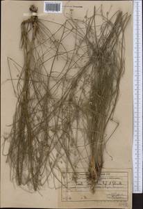 Seseli tenuisectum Regel & Schmalh., Middle Asia, Western Tian Shan & Karatau (M3) (Uzbekistan)