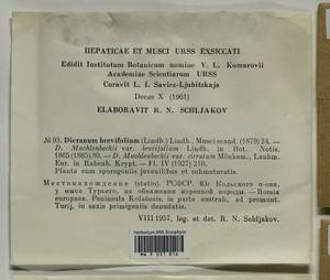 Dicranum brevifolium (Lindb.) Lindb., Bryophytes, Bryophytes - Karelia, Leningrad & Murmansk Oblasts (B4) (Russia)