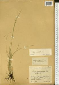 Stipa capillata L., Siberia, Altai & Sayany Mountains (S2) (Russia)