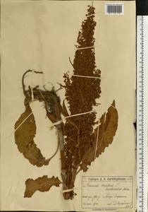 Rumex longifolius DC., Eastern Europe, Moscow region (E4a) (Russia)