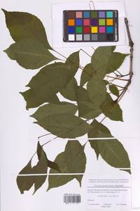 Fraxinus pennsylvanica Marshall, Eastern Europe, Moscow region (E4a) (Russia)