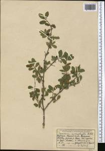Lonicera microphylla Willd. ex Roem. & Schult., Middle Asia, Western Tian Shan & Karatau (M3) (Kyrgyzstan)