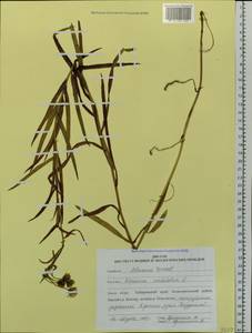 Hieracium umbellatum L., Siberia, Russian Far East (S6) (Russia)
