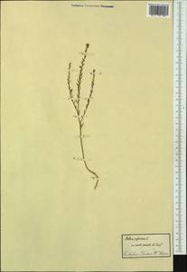 Thymelaea passerina (L.) Coss. & Germ., Western Europe (EUR) (Italy)