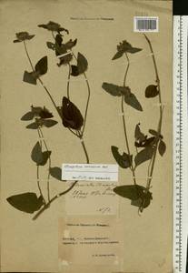 Clinopodium caucasicum Melnikov, Eastern Europe, North Ukrainian region (E11) (Ukraine)