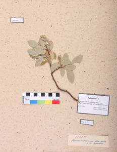 Salix glauca L., Siberia, Altai & Sayany Mountains (S2) (Russia)