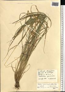 Elymus violaceus (Hornem.) J.Feilberg, Eastern Europe, Moscow region (E4a) (Russia)