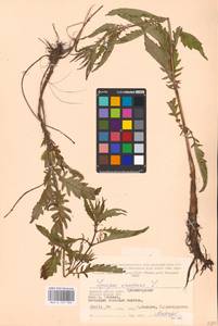 MHA 0 157 785, Lycopus europaeus L., Eastern Europe, Western region (E3) (Russia)