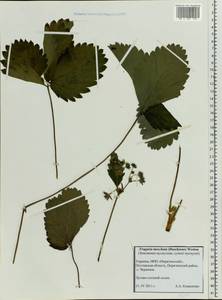 Fragaria moschata Duchesne, Eastern Europe, North Ukrainian region (E11) (Ukraine)