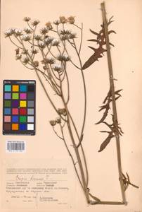 Crepis biennis L., Eastern Europe, Western region (E3) (Russia)