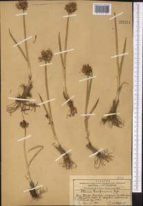 Allium atrosanguineum var. fedschenkoanum (Regel) G.H.Zhu & Turland, Middle Asia, Western Tian Shan & Karatau (M3) (Kazakhstan)