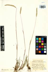 Phleum phleoides (L.) H.Karst., Siberia, Baikal & Transbaikal region (S4) (Russia)