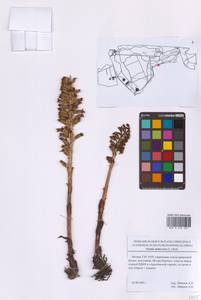 Neottia nidus-avis (L.) Rich., Eastern Europe, Moscow region (E4a) (Russia)