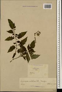 Solanum lycopersicum L., Caucasus, North Ossetia, Ingushetia & Chechnya (K1c) (Russia)