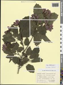 Acer tataricum L., Caucasus, Krasnodar Krai & Adygea (K1a) (Russia)