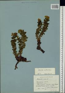 Rhodiola rosea L., Eastern Europe, Northern region (E1) (Russia)