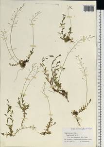 Draba sibirica (Pall.) Thell., Eastern Europe, Central forest-and-steppe region (E6) (Russia)