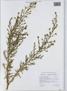 Dittrichia viscosa (L.) Greuter, Western Europe (EUR) (Greece)