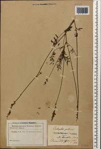 Onobrychis petraea (M.Bieb. ex Willd.) Fisch., Caucasus, Stavropol Krai, Karachay-Cherkessia & Kabardino-Balkaria (K1b) (Russia)