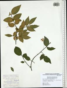 Euonymus verrucosus Scop., Eastern Europe, Central region (E4) (Russia)