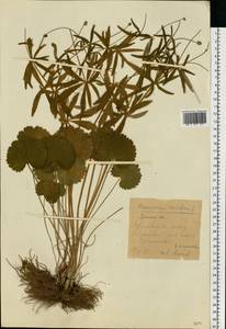 Ranunculus cassubicus L., Eastern Europe, Eastern region (E10) (Russia)