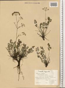 Pimpinella tragium Vill., Eastern Europe, South Ukrainian region (E12) (Ukraine)