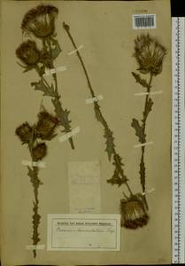 Cirsium vulgare (Savi) Ten., Siberia, Western Siberia (S1) (Russia)