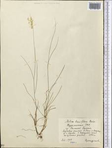 Melica persica Kunth, Middle Asia, Kopet Dag, Badkhyz, Small & Great Balkhan (M1) (Turkmenistan)