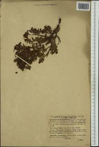 Hypericum balearicum L., Western Europe (EUR) (Spain)
