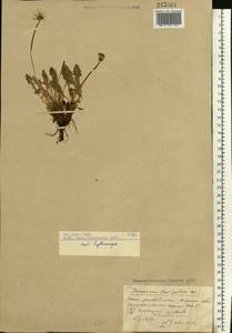 Taraxacum erythrospermum Andrz. ex Besser, Eastern Europe, South Ukrainian region (E12) (Ukraine)