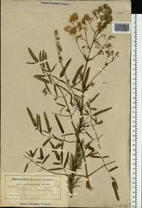 Thalictrum lucidum L., Eastern Europe, Belarus (E3a) (Belarus)