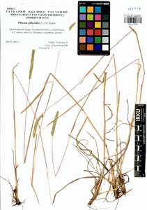 Phleum phleoides (L.) H.Karst., Siberia, Central Siberia (S3) (Russia)