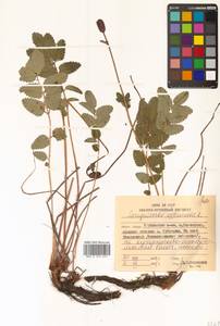 Sanguisorba officinalis L., Siberia, Russian Far East (S6) (Russia)