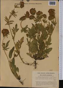 Anthyllis vulneraria subsp. polyphylla (DC.)Nyman, p.p., Western Europe (EUR) (Hungary)