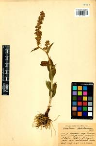 Veratrum lobelianum Bernh., Siberia, Baikal & Transbaikal region (S4) (Russia)